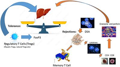 Immunology of simultaneous liver and kidney transplants with identification and prevention of rejection